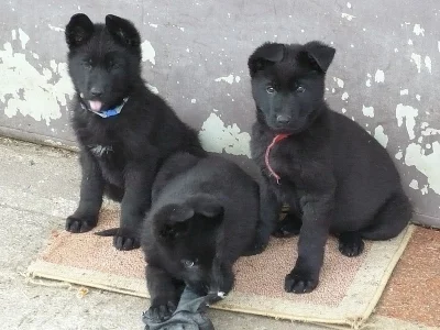 Německý ovčák, celočerná štěňata s PP