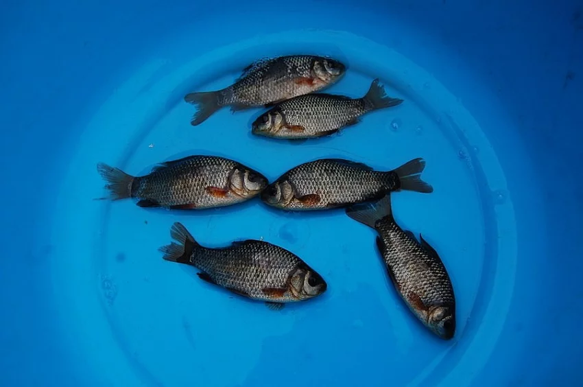 Karas obecný - plůdek