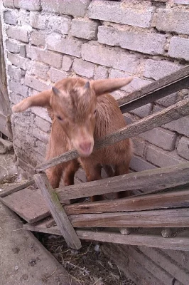 Prodám kůzlata - kozlík a kozička