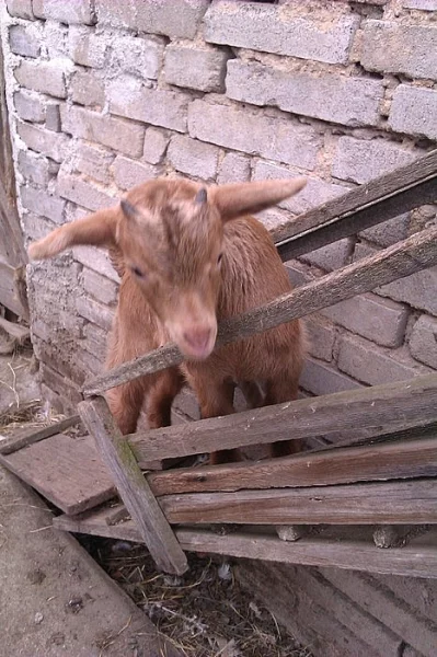 Prodám kůzlata - kozlík a kozička