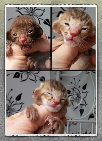 Krásná siamská a orientální koťátka s PP