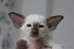 Krásná siamská a orientální koťátka s PP