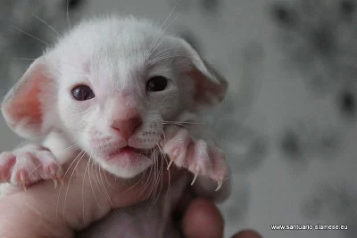 Krásná siamská a orientální koťátka s PP