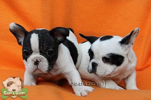 Francouzský buldoček štěňata