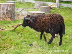 Ouessant plemenní beránci k odběru květen 2015