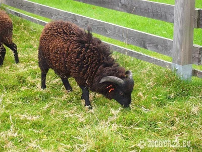 Ouessant plemenní beránci k odběru květen 2015