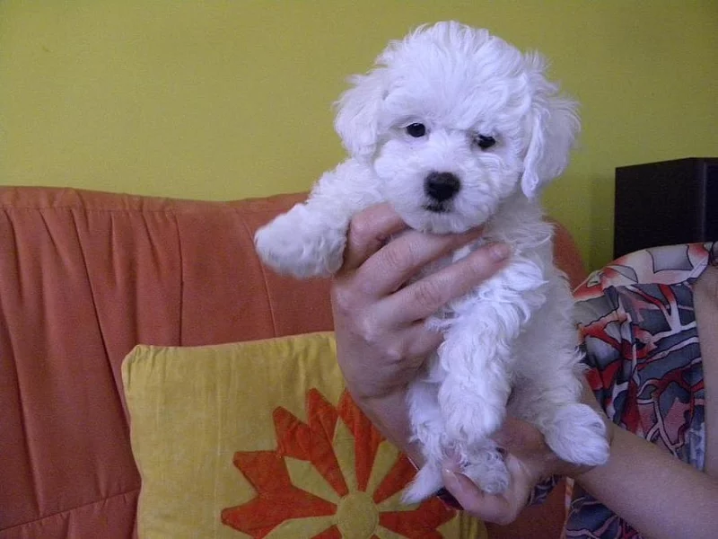 Prodám štěně boloňského psíka s PP