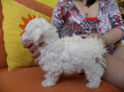 Prodám štěně boloňského psíka s PP