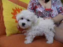 Prodám štěně boloňského psíka s PP