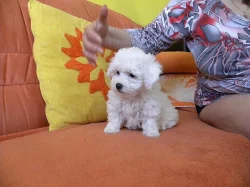 Prodám štěně boloňského psíka s PP