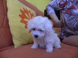 Prodám štěně boloňského psíka s PP