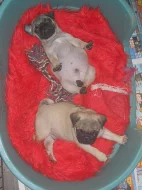 Mops béžová štěňátka s PP k prodeji