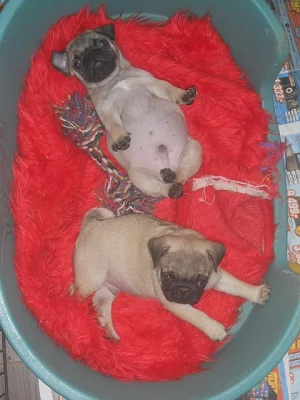 Mops béžová štěňátka s PP k prodeji