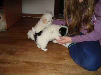 krasna velikonocni stenatka  JAPANKU