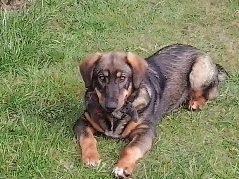 Daruji štěně