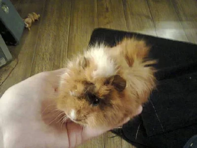 morče včetně vybavení