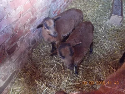 Prodám kamerunské beránky