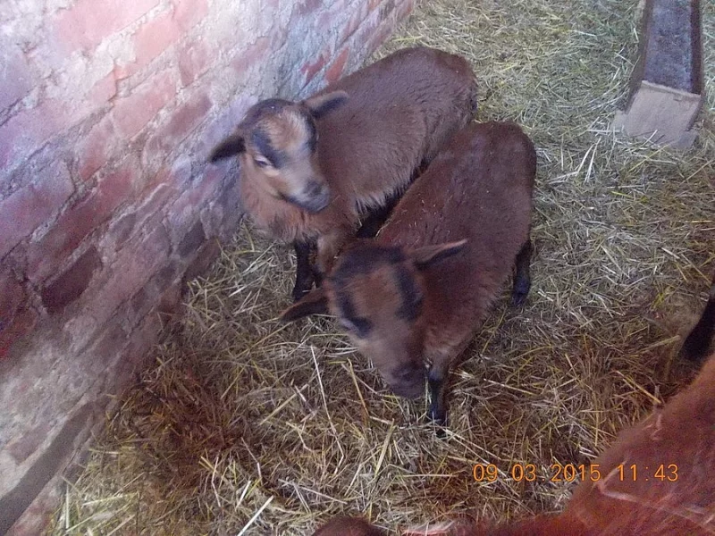 Prodám kamerunské beránky