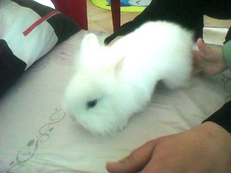 Prodám zakrslího králíčka