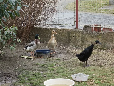 Indický běžec - násadová vejce