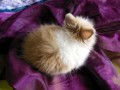 Zakrslý Teddy králíček