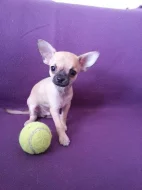 Čivava - Chihuahua