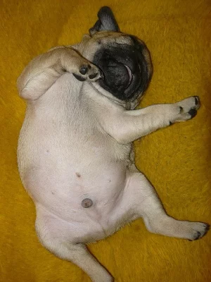 Mops štěňátka bez PP