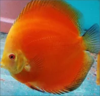 Terčovci Discus Spytihněv