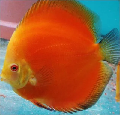 Terčovci Discus Spytihněv
