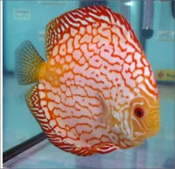 Terčovci Discus Spytihněv