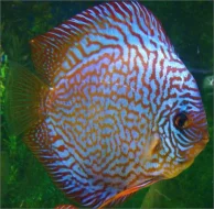 Terčovci Discus Spytihněv