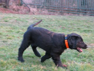 Flat Coated Retriever - štěně s PP