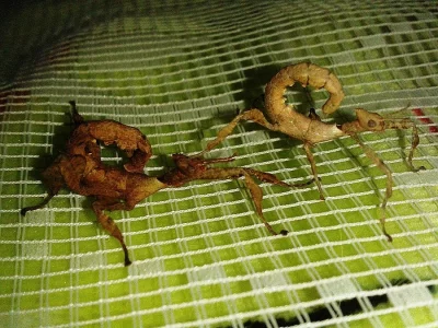 Extatosoma tiaratum - strašilka Australská