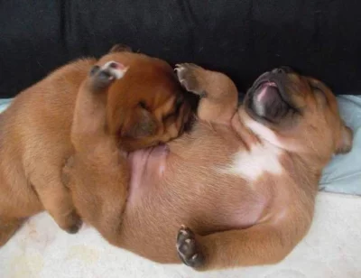 Prodám štěňátka stafordšírského bulteriéra s PP