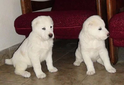 středoasijský pastevecký pes