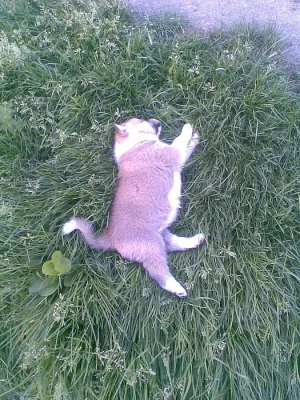 Akita-Inu