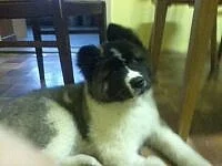 Americká Akita