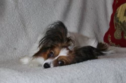 PAPILLON