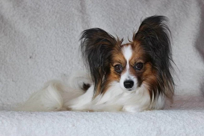 PAPILLON