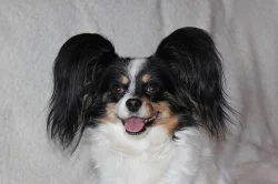 PAPILLON