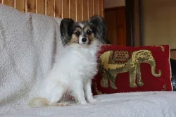 PAPILLON