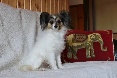 PAPILLON
