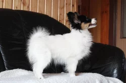 PAPILLON