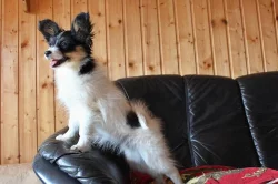PAPILLON