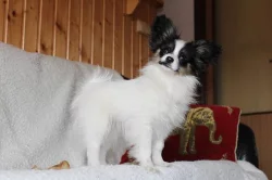 PAPILLON