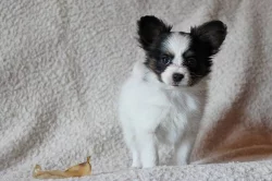 PAPILLON