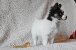 PAPILLON
