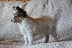 PAPILLON