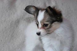 PAPILLON