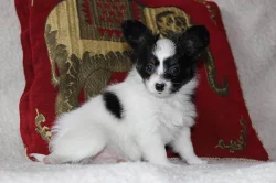 PAPILLON